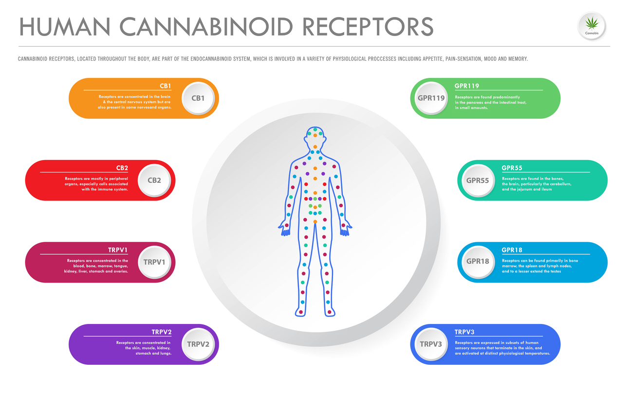 Human Cannabinoid Receptors