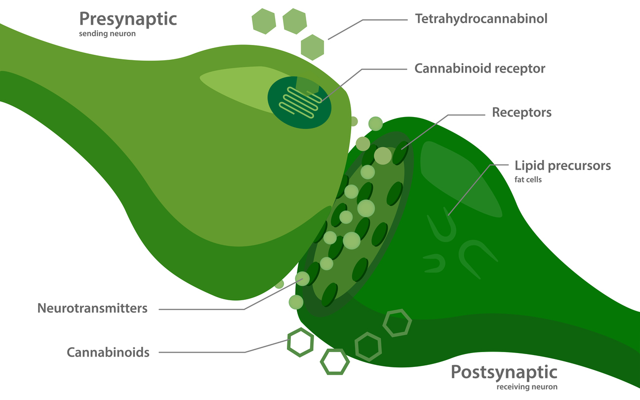 Human Cannabinoid Receptors
